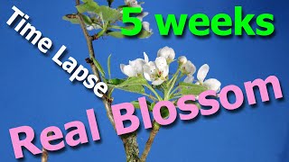 TimeLapse Pear blossom complete spectacle to end of flowering [upl. by Annauqahs]