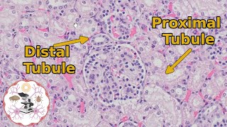 Kidney Histology  Proximal vs Distal Tubules  Urine for a Good Time [upl. by Asilehs]