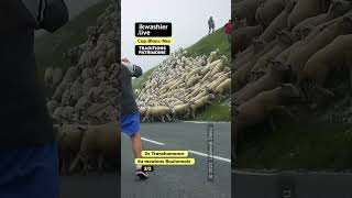 2e Transhumance moutons Boulonnais shorts CapBlancNez hautsdefrance mouton Boulonnais sheep [upl. by Getraer]