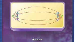 McGH  Mitosis and Cytokinesis [upl. by Llertniuq]