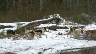 red fox running snow covered log to fool foxhounds [upl. by Onitnelav529]