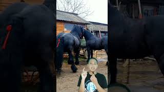 ardennes horse viral shortvideo [upl. by Athalla607]