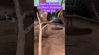 Pochard and Screamer in Tulsa birds animals zoo [upl. by Olzsal]