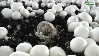 Dry Bubble Lecanicillium control in mushroom crops [upl. by Acemahs435]