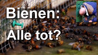 Bienen alle tot Ende Dezember Was ist da los Kontrolle der Völker nach Rückkehr aus Madeira [upl. by Aryt]