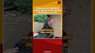 Awas Kesalahan Sepele yang Bikin Rugi Besar Peternak Ayam Kampung [upl. by Ellehcil48]