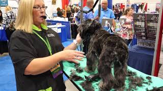 Grooming an Aussiedoodle with Tammy Siert [upl. by Bartle]