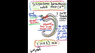 Schistosoma haematobium Adult Male [upl. by Anahir]