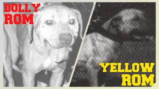 Hollingsworths Dolly ROM amp Tants Gr Ch Yellow ROM ◇ The Mayday Breeding [upl. by Havelock142]