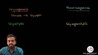 Glycogenesis gluconeogenesis glycolysis amp glycogenolysis [upl. by Doreg]