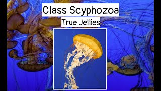 Class Scyphozoa [upl. by Acassej]