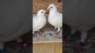 Pigeons Mating [upl. by Leamaj]