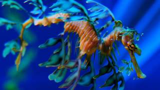 Facts The Leafy Seadragon [upl. by Johppah353]