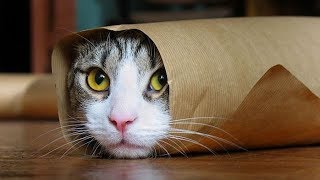 Funny Cats Compilation Most Popular Part 2 [upl. by Danziger]