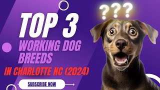 Top 3 Working Dog Breeds in Charlotte NC 2024dogsreviews youtubevideo topdogbreeds [upl. by Tindall491]