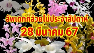 อัพเดทกล้วยไม้ประจำสัปดาห์ 28 มีนาคม 67quot กล้วยไม้คุณภาพดีราคาถูกquotกล้วยไม้ orchid [upl. by Eyllom]