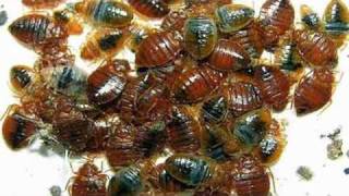 Diatomaceous Earth Bed Bug Killer  Naturally Kill Bed Bugs [upl. by Atrebla]