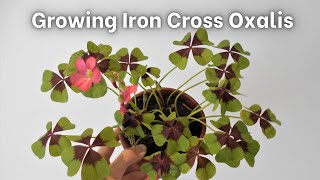 How to grow Iron Cross Oxalis Oxalis tetraphylla  deppei [upl. by Danby]