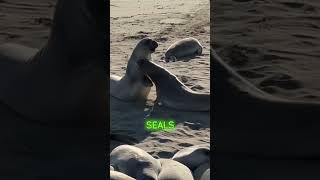 Discovering the Fascinating World of Seals Oceans Playful Marine Mammals animals seal sea [upl. by Ahsiram]