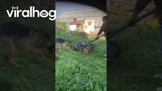 Dog Saves Human From Lawn Monster  ViralHog [upl. by Combes781]