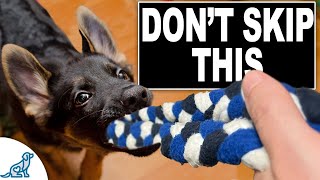 3 Skills EVERY Puppy NEEDS To Learn Now [upl. by Silin307]