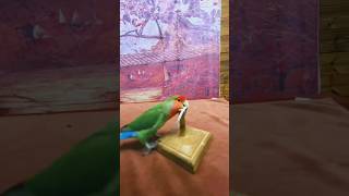 Bird Training🦜shorts viralytshorts youtubeshorts trendingshortsfeed greenscreen funny baby [upl. by Merri]