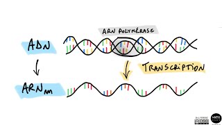 La transcription de lADN 🧬 [upl. by Reginnej]