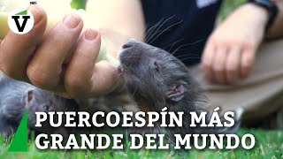 Nacen mellizos del puercoespín más grande del mundo en Bioparc València [upl. by Aigneis]