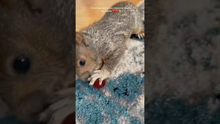 🍼 Trending 🔥 Squirrel 🐿️ squirrel nature rescue love shorts youtubeshorts trending [upl. by Eixela]