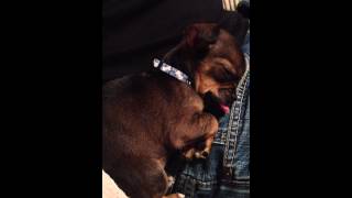 Puggle Puppy Oscar Sleeping With His Tongue Sticking Out [upl. by Helsa]