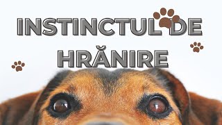 Instinctele câinelui instinctul de hrănire [upl. by Isabelita]