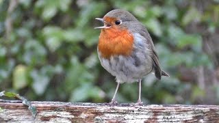 Robin Bird Chirping and Singing  Song of Robin Red Breast Birds  Robins [upl. by Ecnerrat]