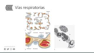 Aspectos físicos y mecánicos [upl. by Zinnes]