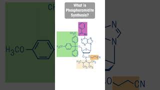 What is Phosphoramidite Synthesis [upl. by Memory473]