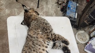 How To Harvest And Save Bobcat Urine [upl. by Lorenz453]