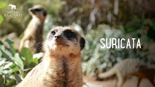 Suricata  Jardim Zoológico [upl. by Ettezyl]