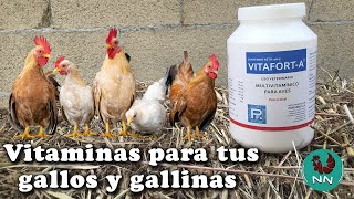 VITAFORTA multivitamínico para tus gallos y gallinas [upl. by Ablasor]