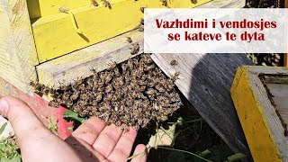 Vazhdimi i vendosjes se kateve te dyta  Continuation of setting the second floors of beehives [upl. by Alekin]