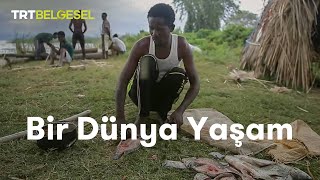 Bir Dünya Yaşam  Afrikada Balıkçılık  TRT Belgesel [upl. by Priebe88]