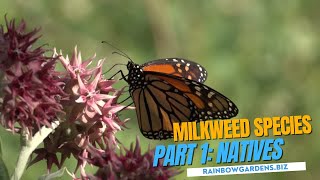 Part 1 Texas native Milkweed with The Butterfly Landing [upl. by Jillane]