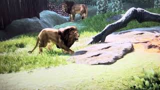 Planet zoo Bronx zoo lion roar [upl. by Eilraep]