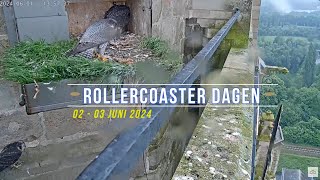 240603 Slechtvalken Oudenaarde 25  Rollercoaster dagen [upl. by Llenart]