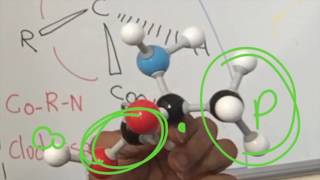 Amino Acid Stereochemistry [upl. by Itsrik237]