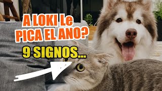 😲¿CÓMO Saber Si a MI PERRO y GATO Le PICA el ANO🐶 [upl. by Andeee]