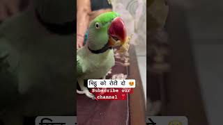 मिट्ठू को रोटी दो parrot parrottalking funny parrotlover cute birds petbird parrotspeak [upl. by Ardnauqal114]