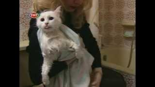 The Angora Cat  Ankara Kedisi Documentary english [upl. by Madge]