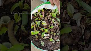 Amaryllis Lily Care In Summer🔥 CleanBulbs✨अमेरीलिस लिली की देखभाल गरमियो मेंashasgardenstoryshorts [upl. by Housum12]