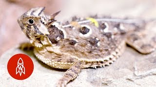 Don’t Mess with the Texas Horned Lizard [upl. by Anelac]