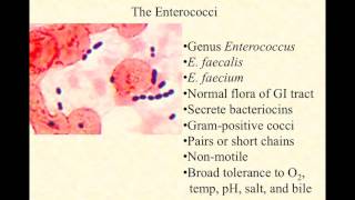 video lecture enterococci [upl. by Ladin]