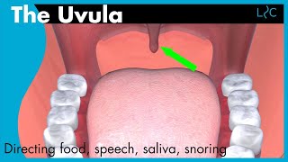 What does the uvula do [upl. by Dasya]